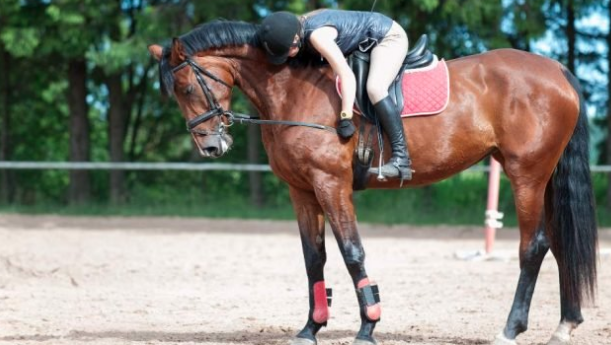 Conducción de Grupos a Caballo y Cuidados Equinos